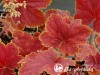 Alūnė ,Delta Dawn' (lot. Heuchera) Alūnė ,Delta Dawn' (lot. Heuchera)